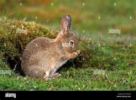 Rabbit Burrow Hi Res Stock Photography And Images Alamy