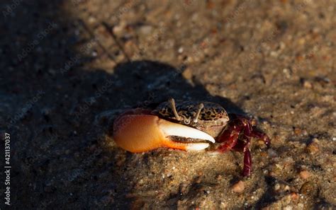 Gelasimus Vocans Is A Species Of Fiddler Crab Fauna Of The Red Sea