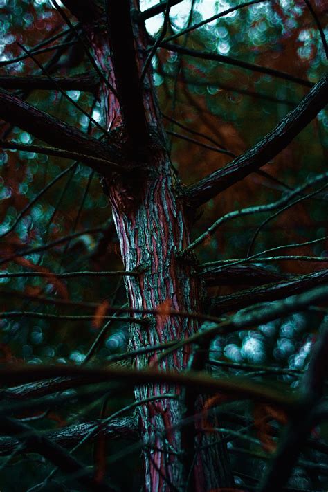 Bleeding Bark Behance