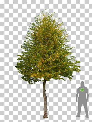 Carpinus Betulus Broad Leaved Tree Photinia Woody Plant Png Clipart