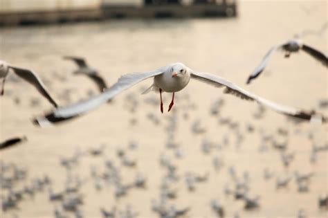 Premium Photo Seagull Flying