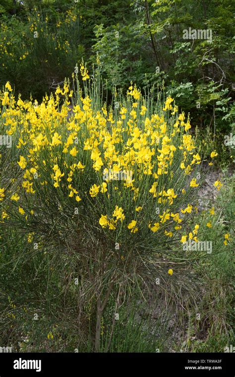 Italy Broom Flowers In Spring Season In Campania June 2019 Stock