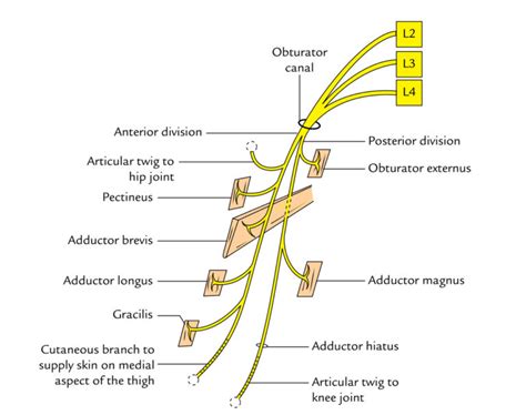 Obturator Nerve Earth S Lab