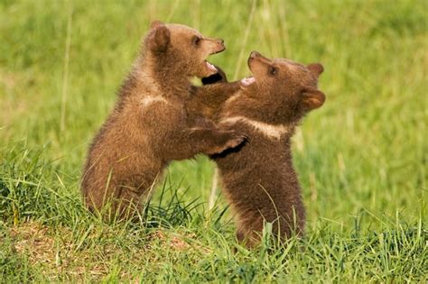 Premium Photo European Brown Bear Cub Playing Ursus Arctos