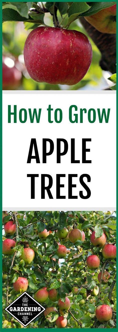 Don T Miss These Growing Tips To Grow Your Own Apples With This Guide