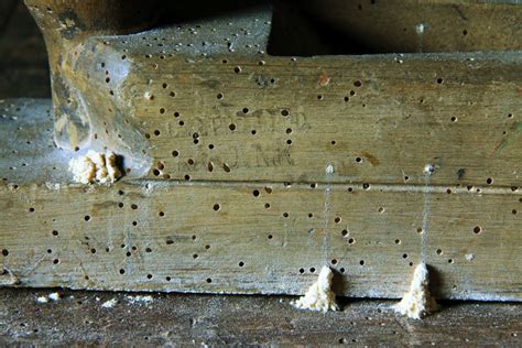 Holzwurm Bek Mpfen Einfache Hausmittel Gegen Den Holzsch Dling