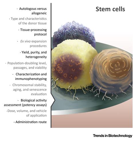 Addressing Reproducibility In Stem Cell And Prp Therapies Trends In