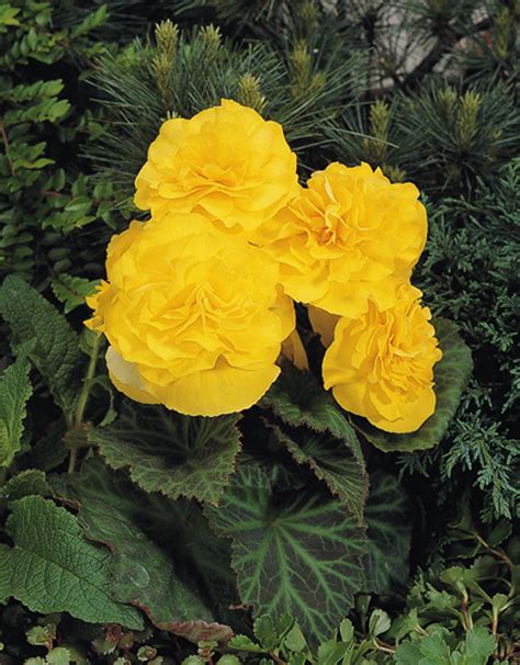 Nonstop Yellow Tuberous Begonia Begonia X Tuberhybrida Proven