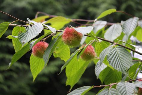 Corylus Ferox Var Tibetica Pan Global Plants