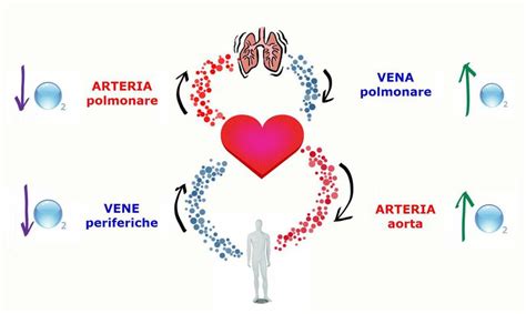 Circulatory System Medizzy