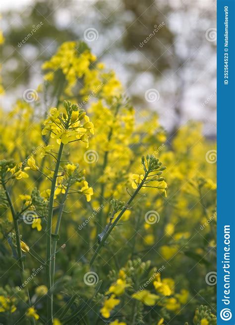 Yellow Rapeseed Flowers Close Up Stock Image Image Of Close Oilseed