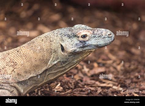 Dragon De Komodo Varanus Komodoensis Banque De Photographies Et D