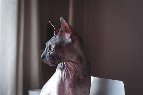 13 Sphynx Cat Breeders - The Best Of The Best