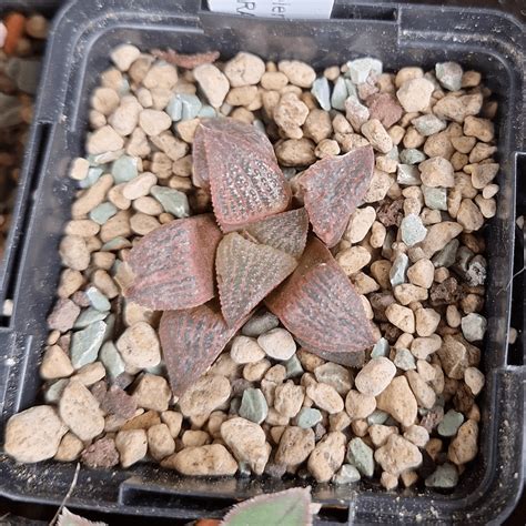 haworthia splendens red blue crab showing  nice colour