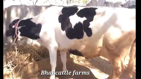 Hf Cows Available At Bhai Cattle Farms Youtube