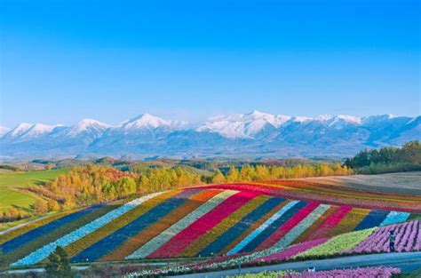 四季折々の花々。絶景広がる、北海道・美瑛「展望花畑 四季彩の丘」 Trip Editor