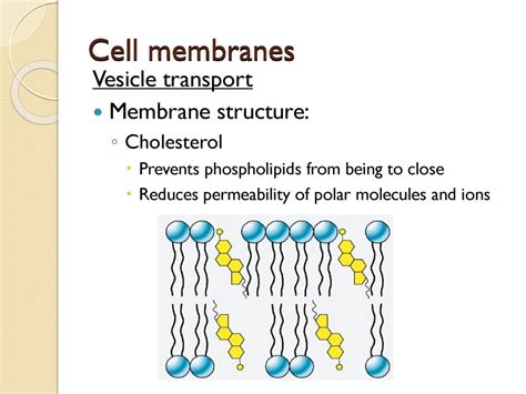 Mr Briner Unit 1 3 Membrane Structure Ppt Download