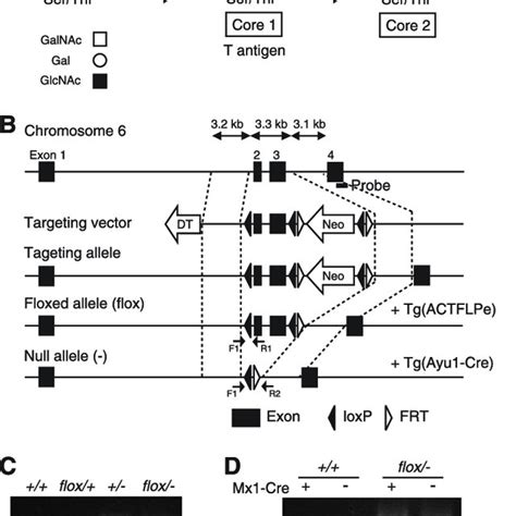 Generation Of C1galt1 Conditional Knockout Mice A Schematic Showing