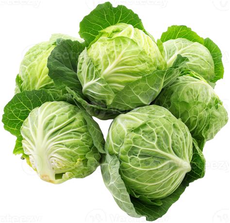 Cabbage Vegetable Isolated Group Of Cabbage Vegetables Illustration 48679684 Png