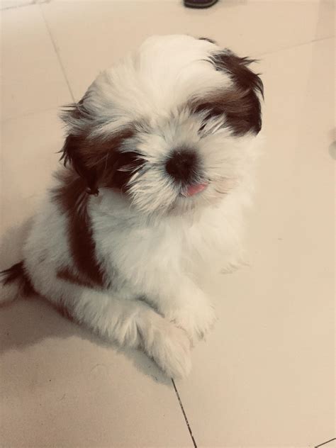 2 Months And 2 Days Old Rshihtzu