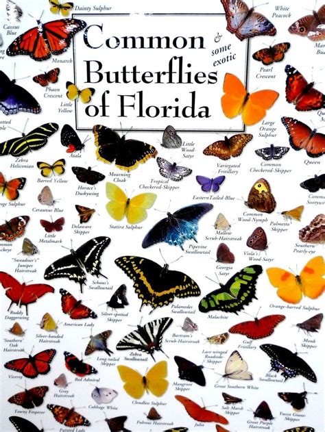 Florida Butterfly Identification Chart