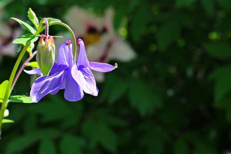 Flowers Bells Grass Free Photo On Pixabay Pixabay