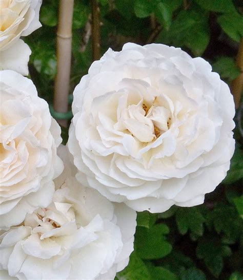 Rose Sebastian Kneipp - Rosa Sebastian Kneipp günstig kaufen