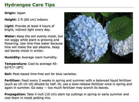 Fancy Flowers: Hydrangea Indoor Care - Nature Whisper