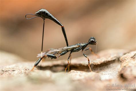 Insect Ecology Lab Home