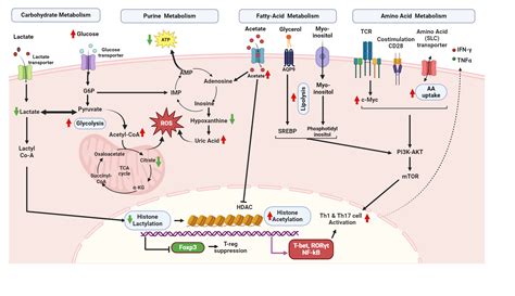 Schematic Representation Of Metabolic Changes Leading To Perturbation