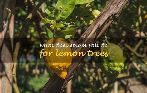 What Does Epsom Salt Do For Lemon Trees ShunCy