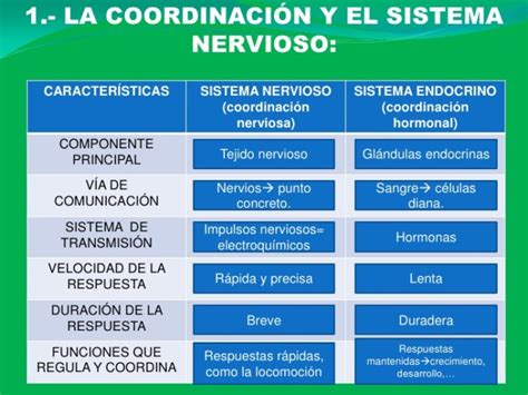 Cuadros Comparativos Y Sin Pticos Sobre Sistema Nervioso Y Endocrino