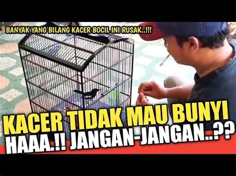 Kacer Tidak Mau Bunyi Di Rumah Jangan Jangan Cara Merawat Kacer