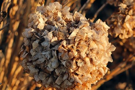 Hydrangea Dried Flowers Free Photo On Pixabay Pixabay