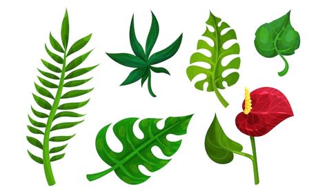 Plantas Tropicales Ilustradas Por Vectores Con Diferentes Flora Ex Tica