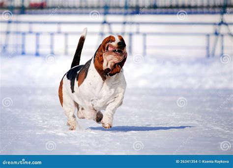 Funny dog basset hound stock photo. Image of cute, running - 26341354