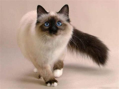 Long Haired Siamese Cats Cristinecasper