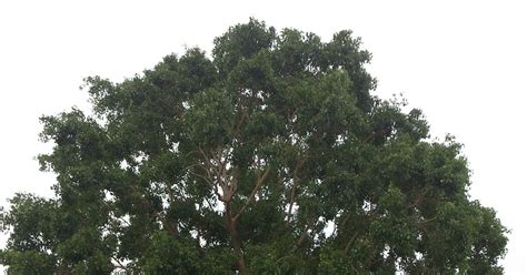 Medicinal Plants Ficus Religiosa Pipal Ashwattha Arasa Maram Ravi