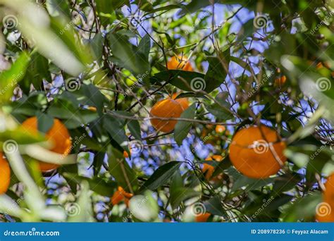 The Mandarin Orange on the Tree in Garden Stock Photo - Image of crop, group: 208978236