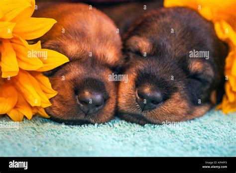 Sleeping Doxen Puppies Stock Photo - Alamy