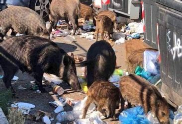 Cominciano Gli Abbattimenti Dei Cinghiali A Roma Ernestacambiotti It