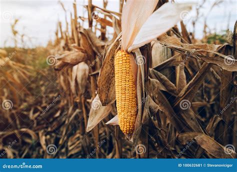 Harvest Ready Ripe Corn Maize Cob In Field Stock Image Image Of