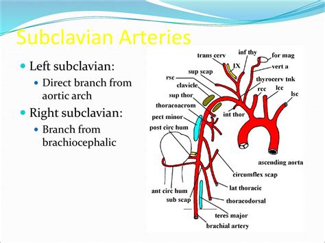 Arteries Of Upper Limb Dr Pardeep Kumar Ppt Download