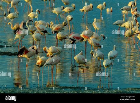 Flamingos In Lake Nakuru Of Kenya Stock Photo Alamy