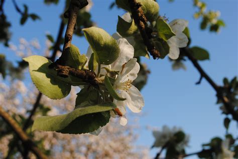 Free Images Nature Branch Blossom Fruit Leaf Food Produce