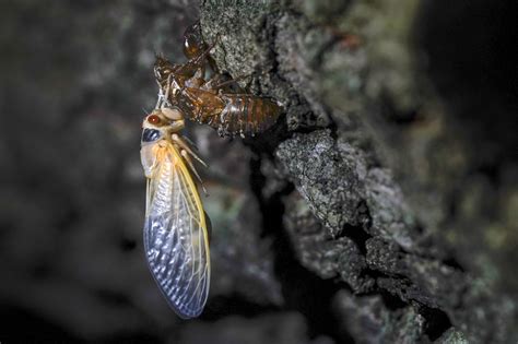 Cicadas Get High Horny Super Sexed From Fungus That Makes Their Butts Fall Off Experts