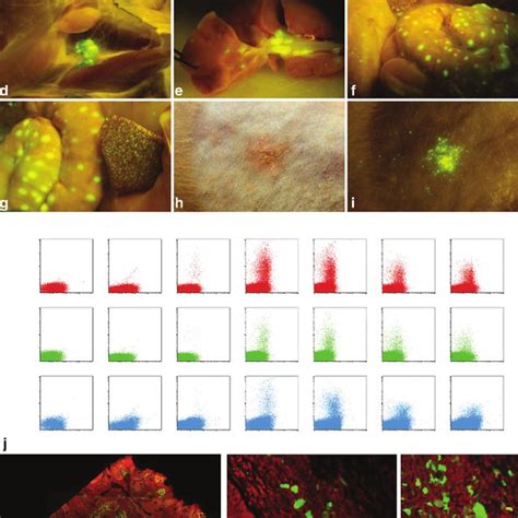 Am Imaging Of Mv Egfp Infection In Macaques Ag Macroscopic Egfp