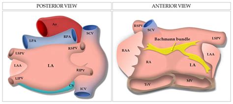 Jcm Free Full Text Multimodality Imaging In The Study Of The Left