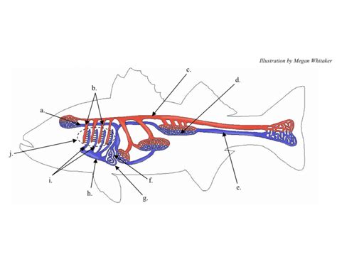 Fish Circulatory System Pt. 1 Diagram | Quizlet