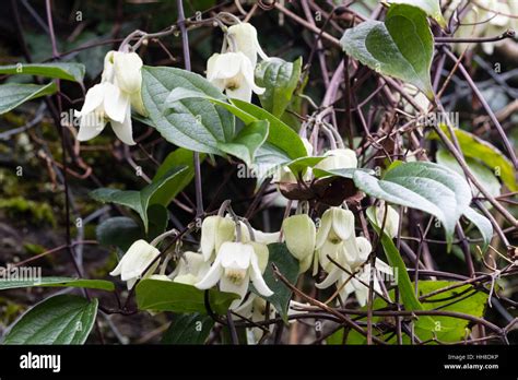 Evergreen clematis hi-res stock photography and images - Alamy